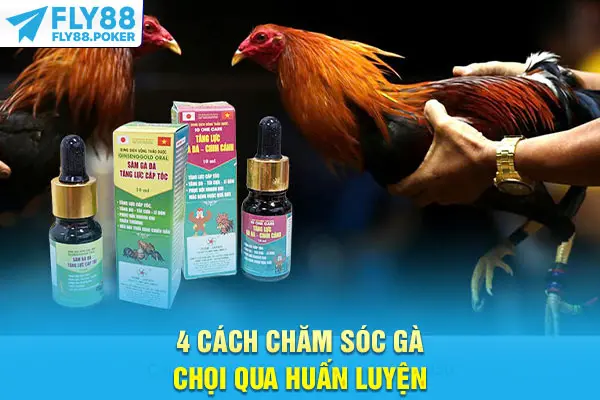 4 cách chăm sóc gà chọi qua huấn luyện