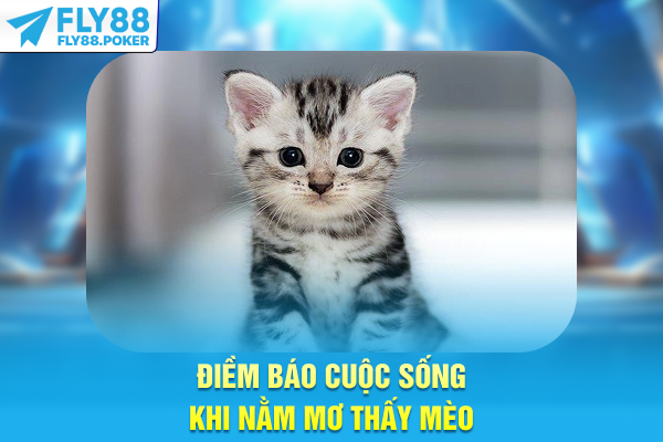 Điềm báo cuộc sống khi nằm mơ thấy mèo