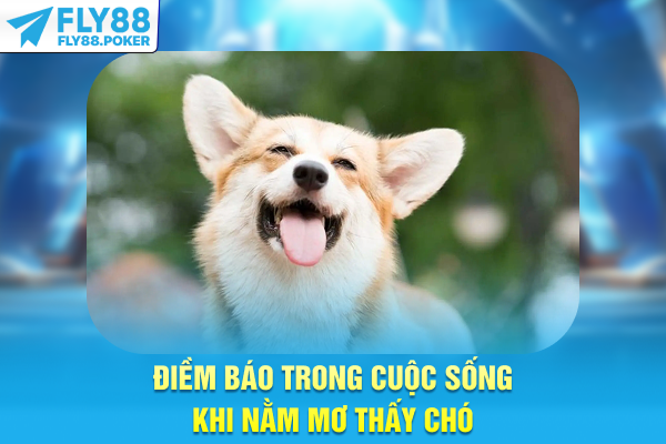 Điềm báo trong cuộc sống khi nằm mơ thấy chó 